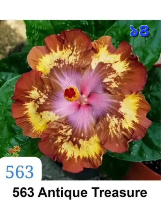 Antique Treasure