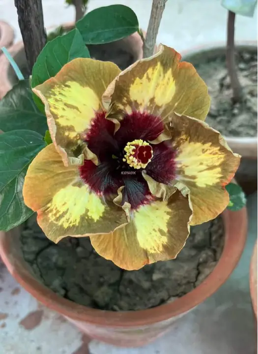 Bo Den Eye of Apollo