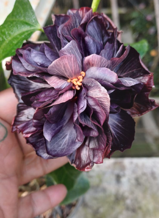 Formosa Black Pearl