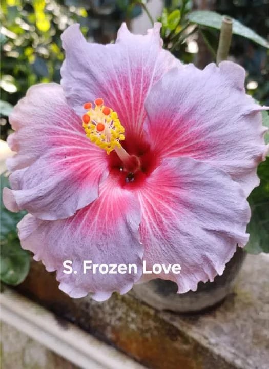S. Frozen Love