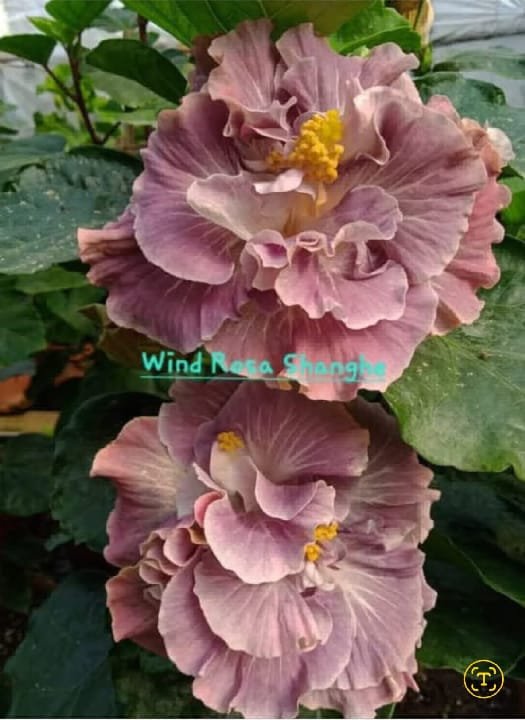 Wind Rosa Shanghe