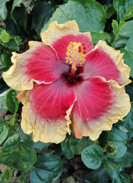 MH Pushpa 285