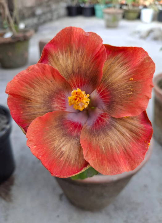 Pacific Area