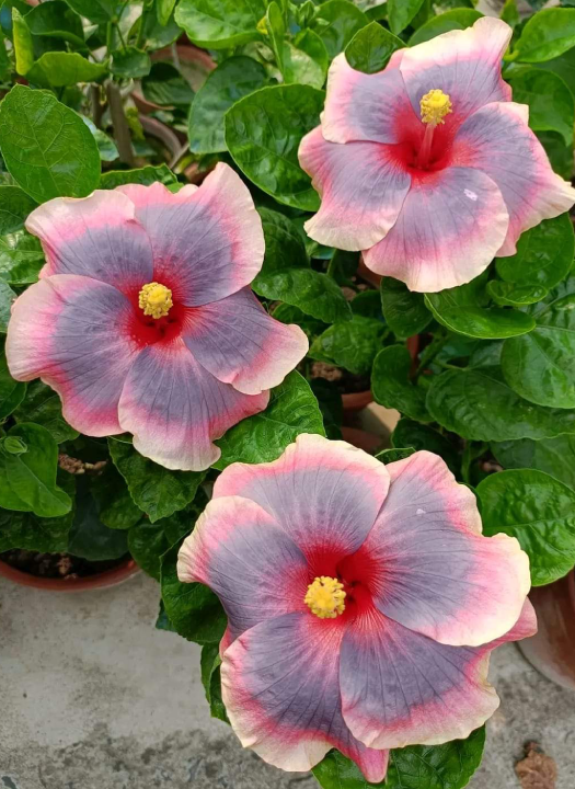 Pushpa Balledeona
