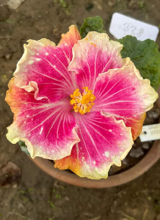 S. Heart Weavs