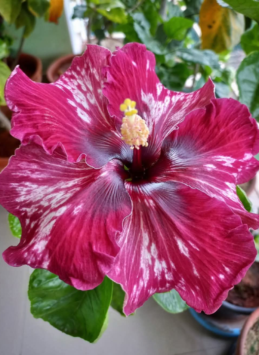 Tahitian purple passion