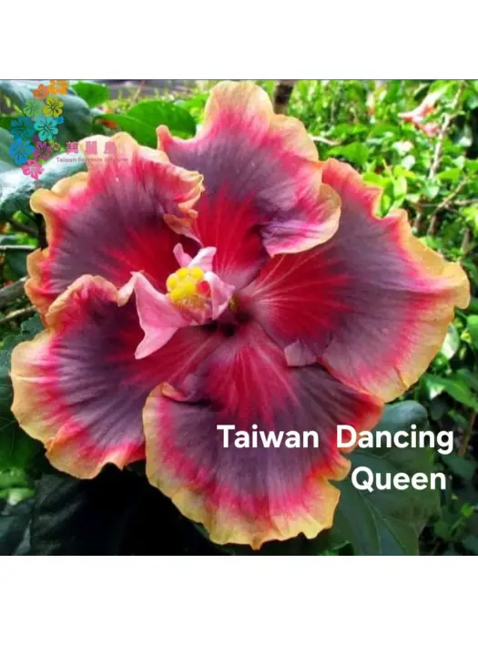 Taiwan Dancing Queen