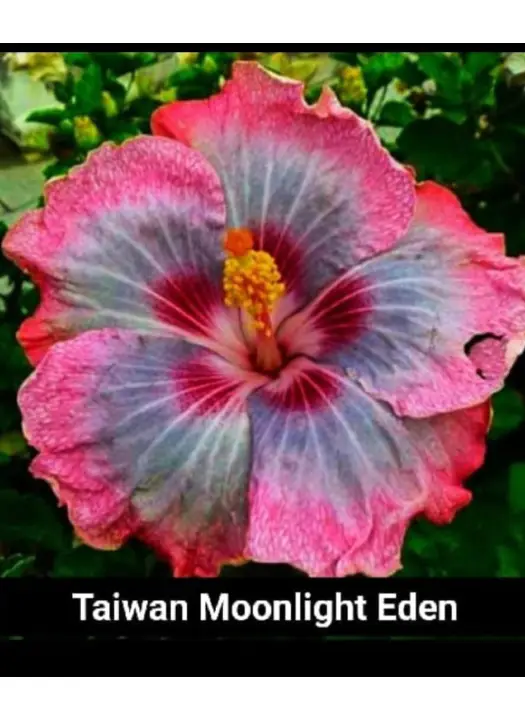 Taiwan Moonlight Eden
