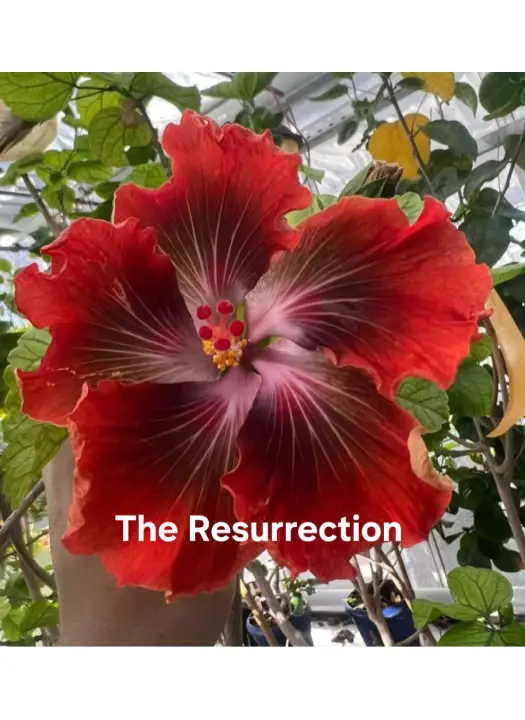 The Resurrection