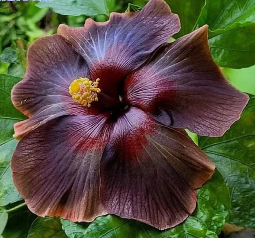 Unknown 2
