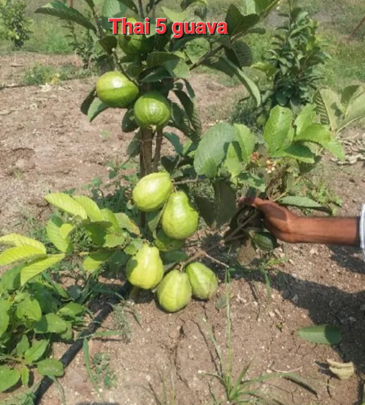 Thai 5 Guava