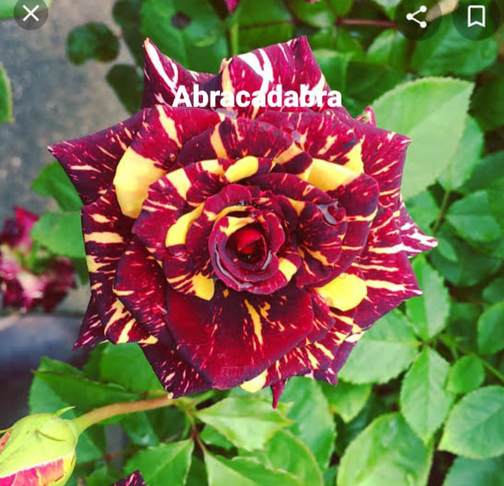 Abracadabra