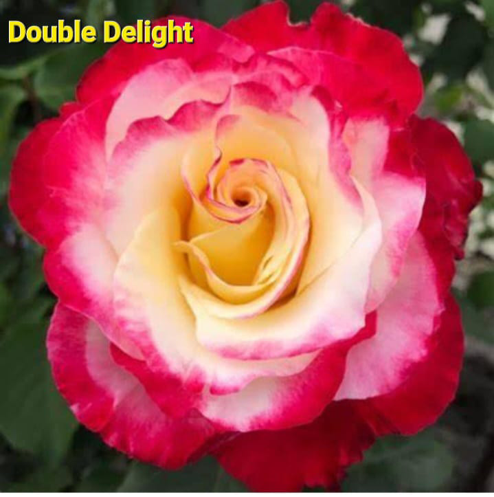 Double Delight