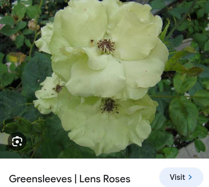 Greensleeves-Lens Roses