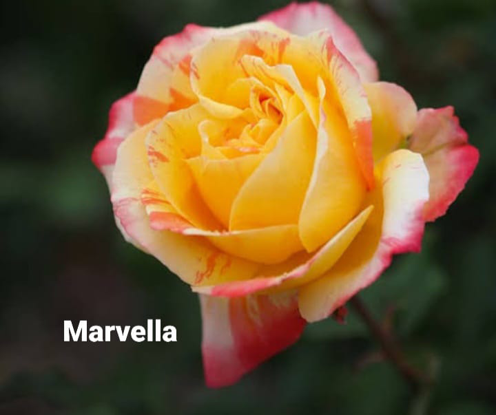 Marvella