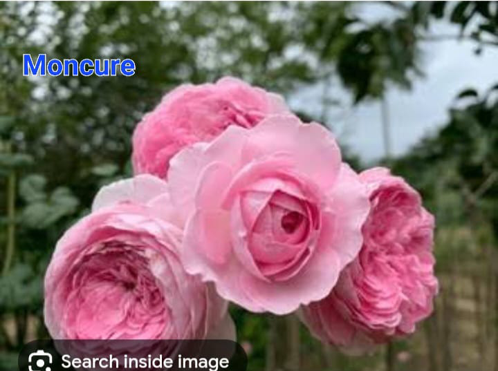 Moncure Rose
