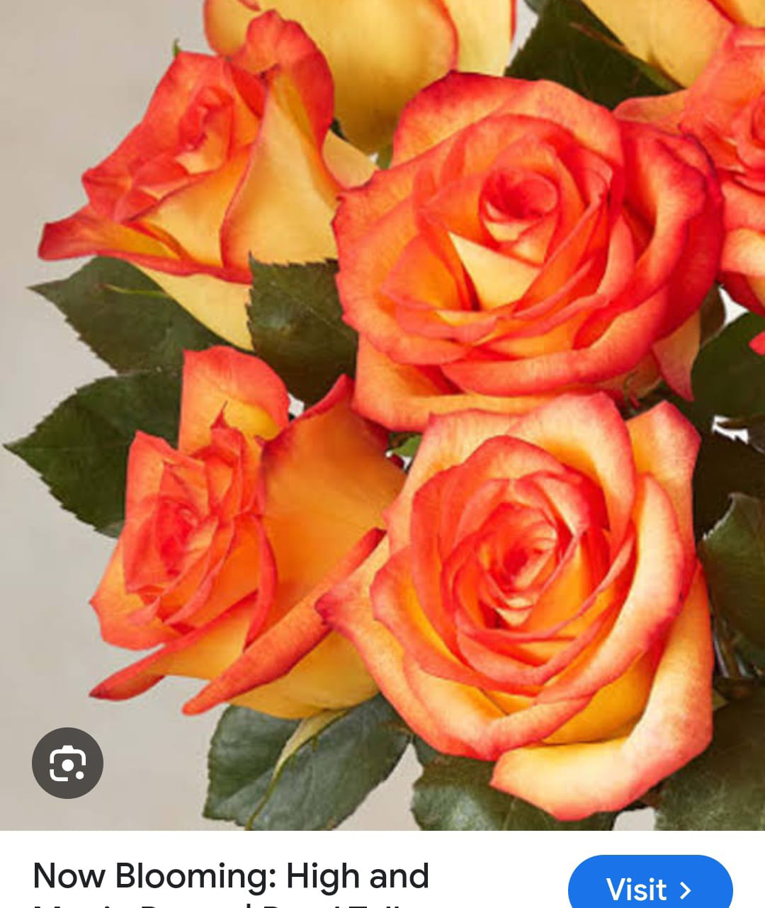 New Blooming Rose Maa Horticulture