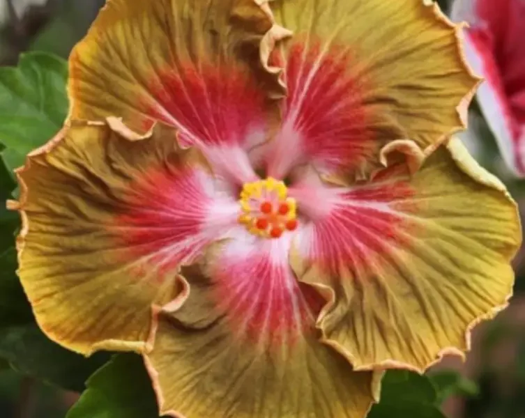 Bob C Seedling