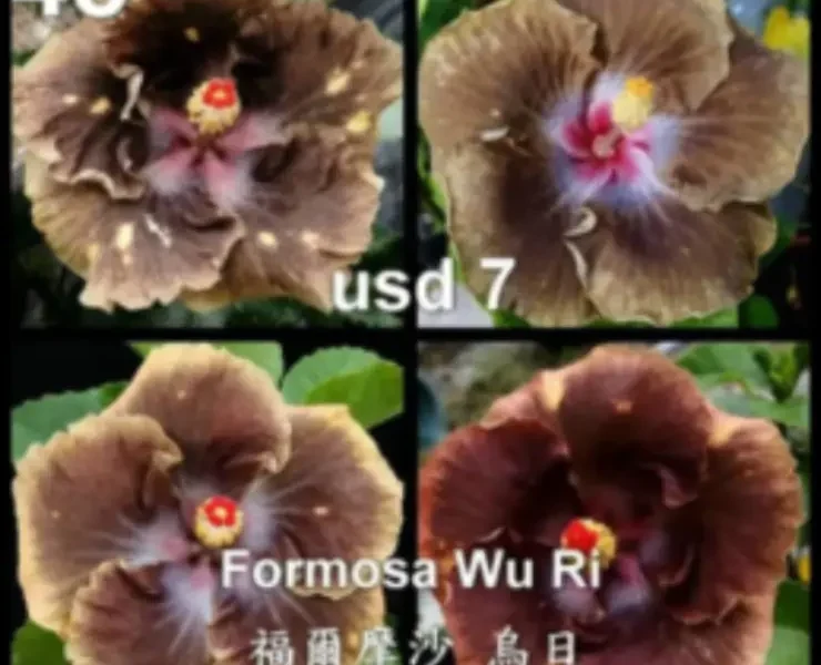 Formosa Wu Ri