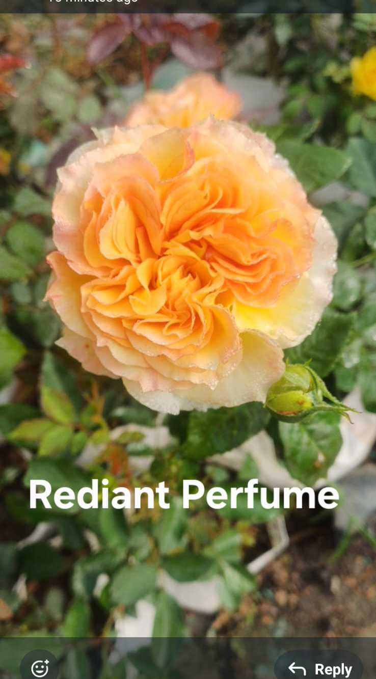 Radiant Perfume