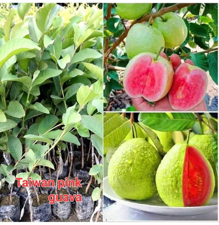 Taiwan Pink Guava