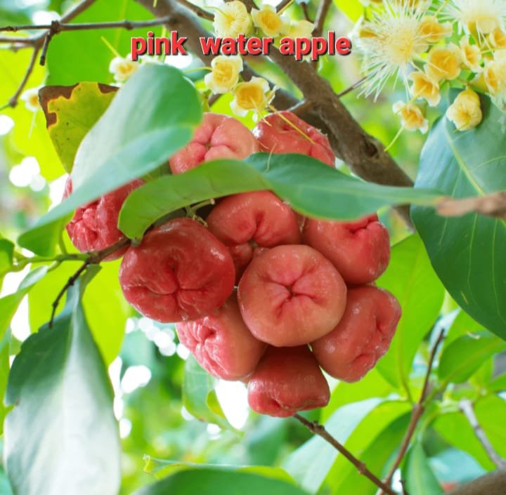 Pink Water Jamrul