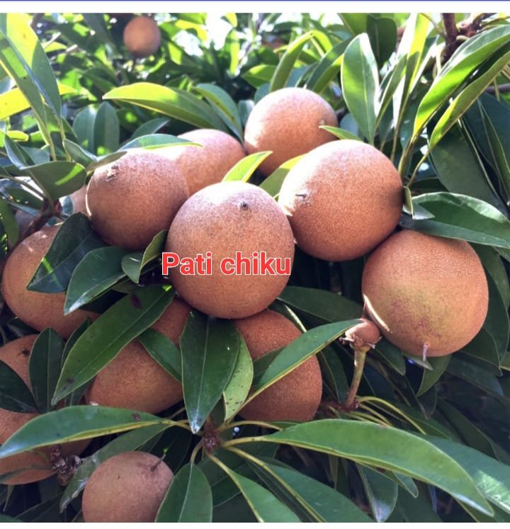 Pati Chiku