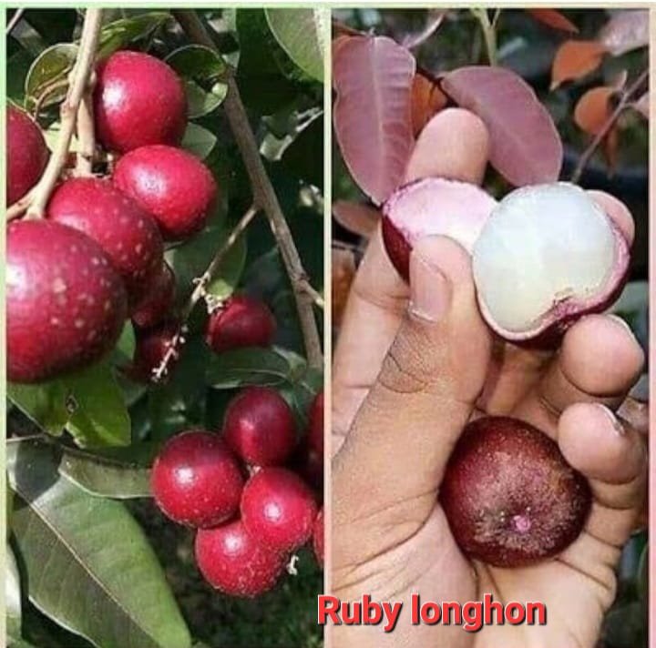 Ruby longhon