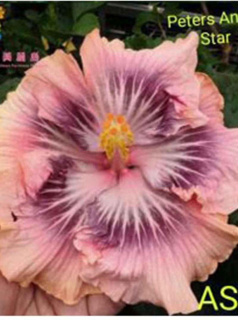 Peter's Angel Star