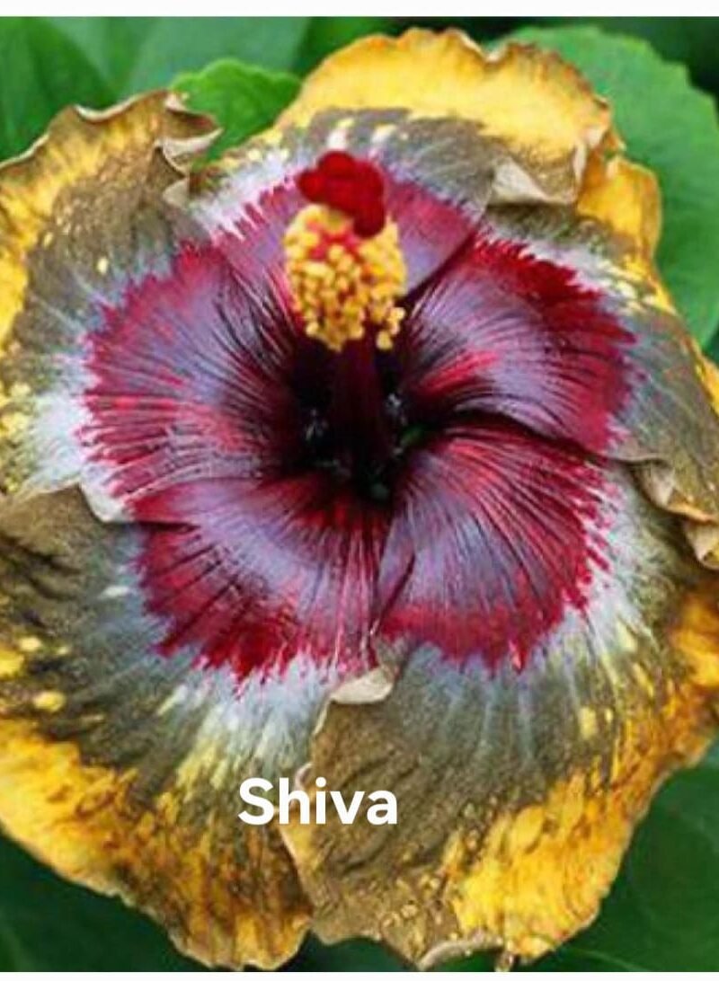 Shiva