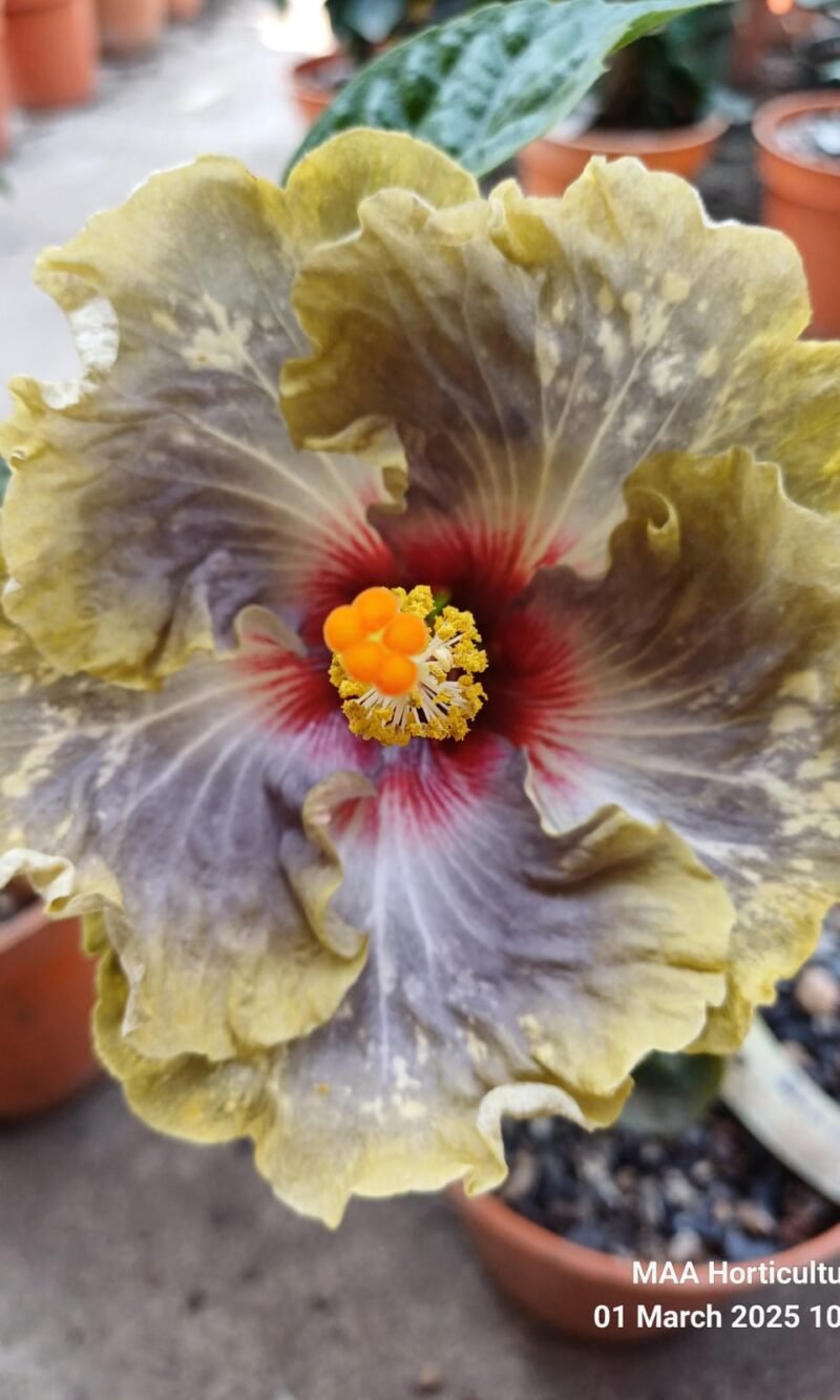 Boden Venus