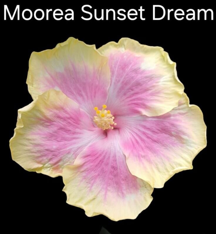 Morea Sunset Dream