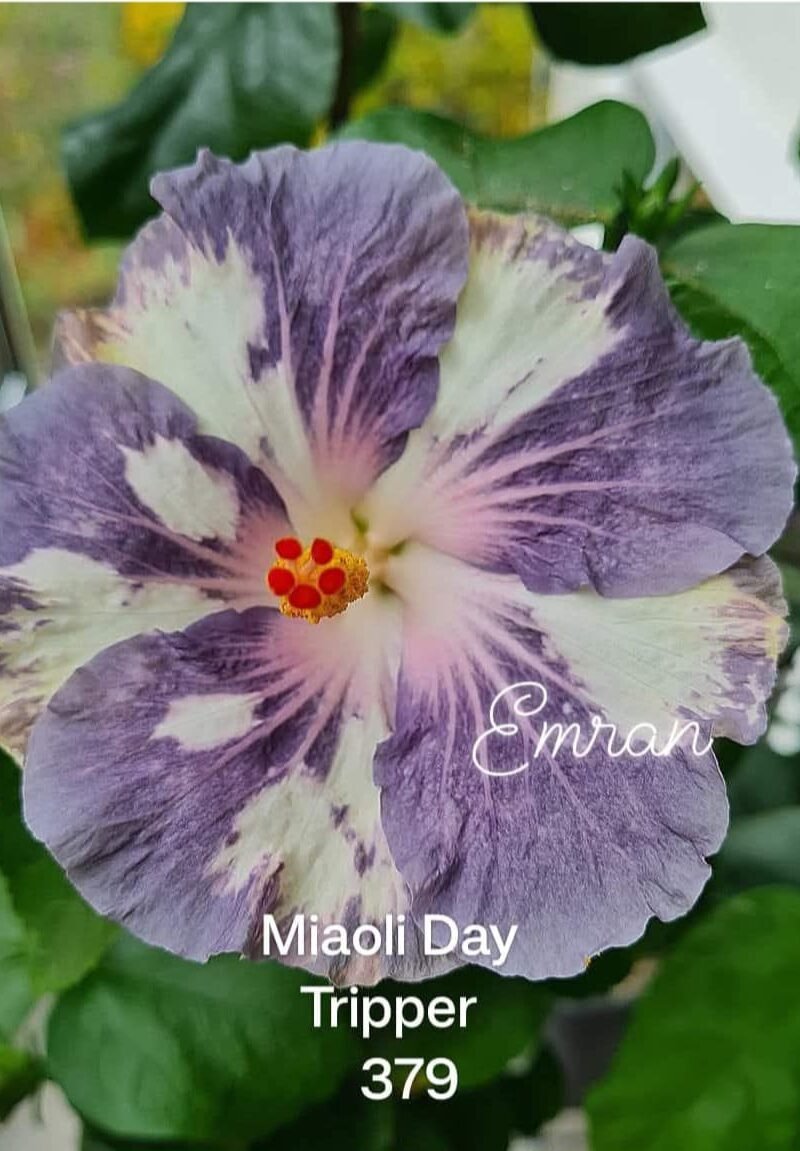 Miaoli Day Tripper 379
