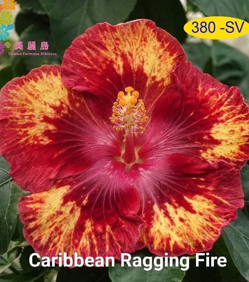 Caribbean Ranging Fire