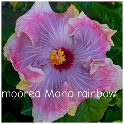 Moorea Mona Rainbow