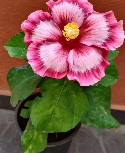 Pushpa Balledeona