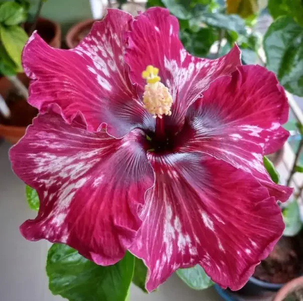 Purple Splendor