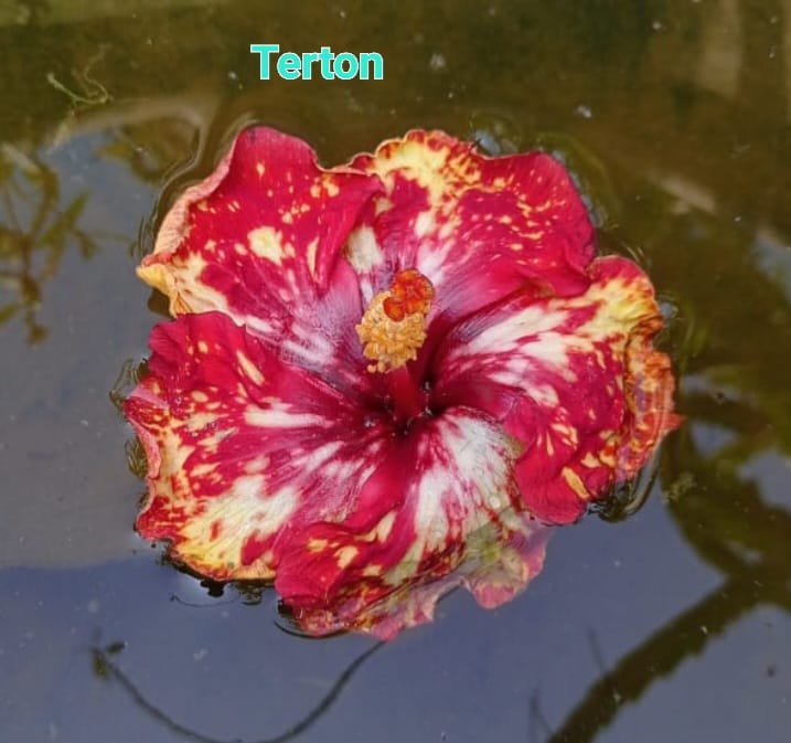 Terton