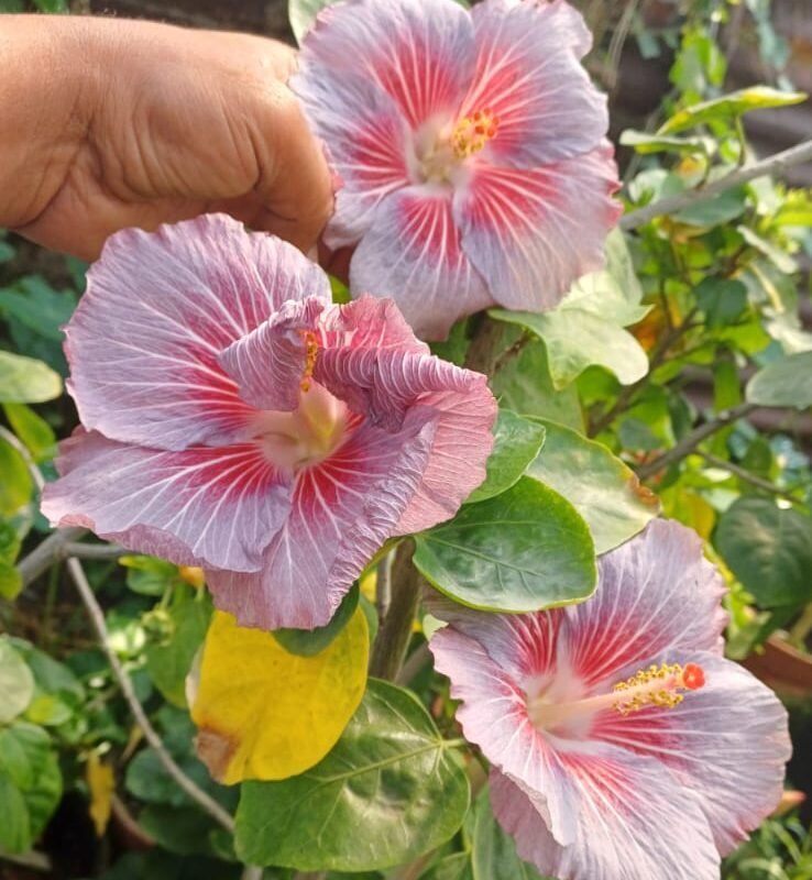 Formosa Chunlan