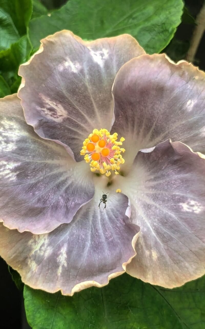 Wind Rosa Half Snow Blue