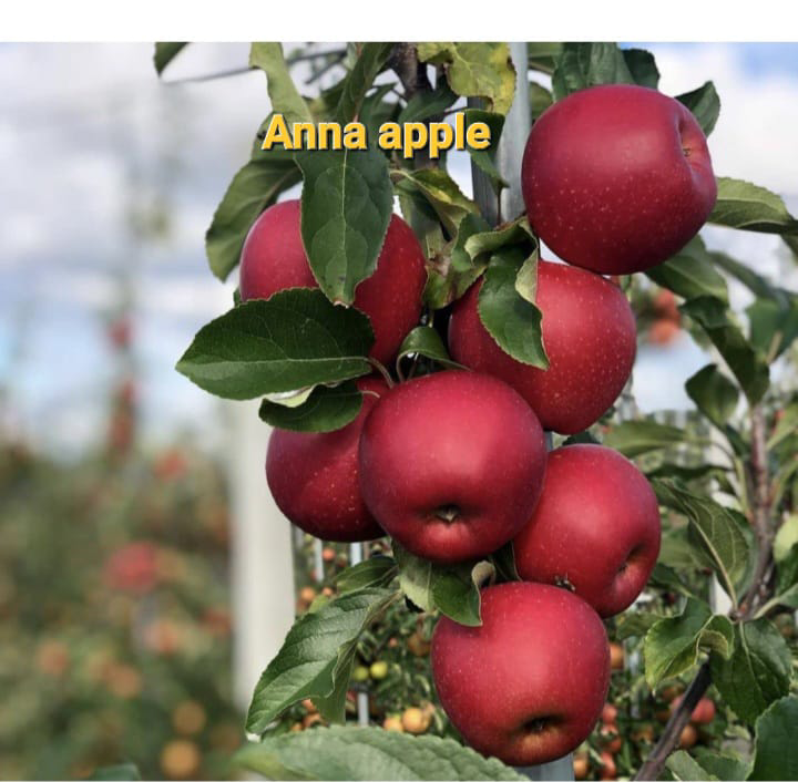 Anna Apple