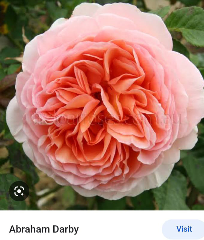 Abraham Darby