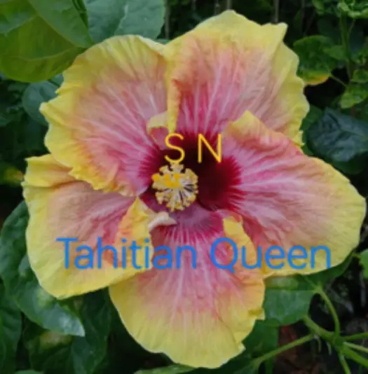 Tahitian Qeen