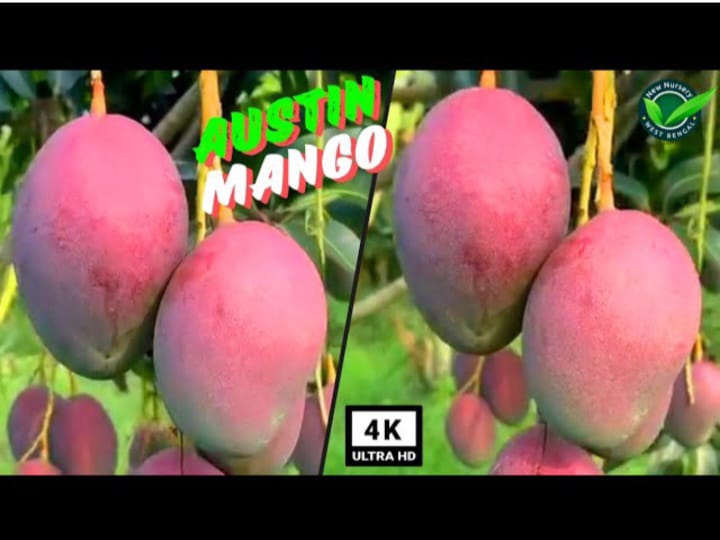 Ausin Mango