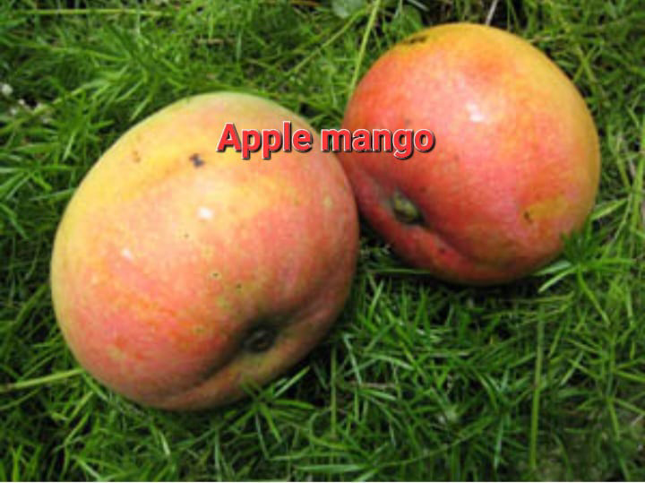 Apple Mango(36-48 Main Branch)
