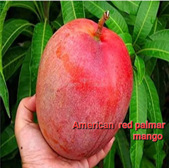 American Red Palmar Mango