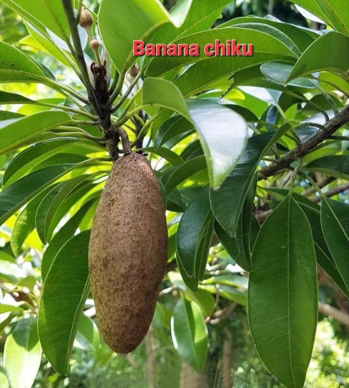 Banana Chiku
