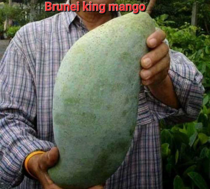 Brunei King Mango(18-24 Single Branch)