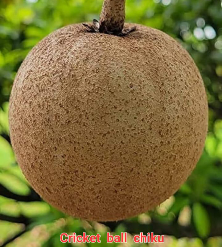 Cricket Ball Chiku