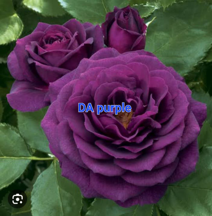 DA-Purple Rose
